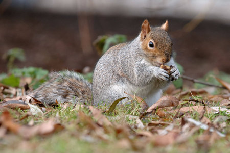 To feed a squirrel to take a nut の写真素材