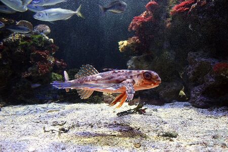 beautiful fish at the bottomの写真素材