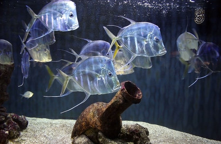 fish among the amphora on the sandy bottom of the oceanの写真素材