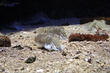 mÄtwa na piaszczystym dnie oceanuの写真素材