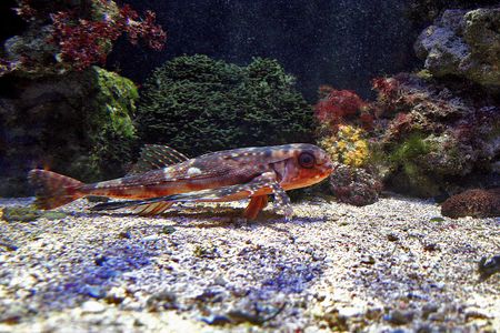 colorful fish at the bottom of coral reefsの写真素材