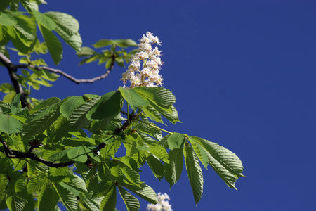 Flowering chestnuts on a blue sky with green leafの写真素材
