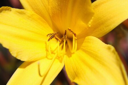 Macro photo of yellow flower on spring meadowの写真素材