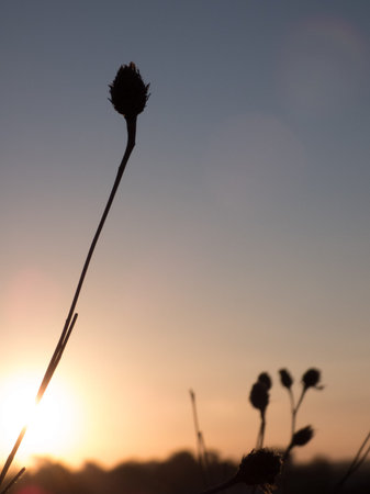 Morning Pictureの写真素材