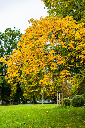Large tree in the park during autumnの写真素材