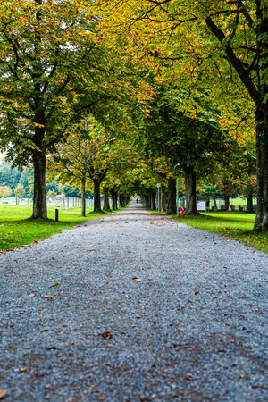Path in the park between the trees during autumnの写真素材