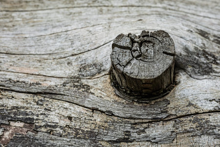A piece of tree with a protruding piece of stake