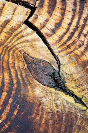 The image is of a wood grain with a hole in the middle. The wood grain is brown and has a lot of textureの写真素材