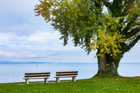 Bench next to a tree in the park in autumn with a view of Lake Constanceの写真素材