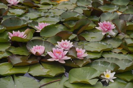 Water flowers, water lilies, water liliesの写真素材