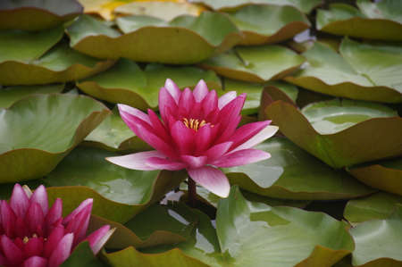 Water flowers, water lilies, water liliesの写真素材