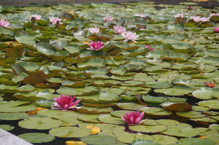 Water flowers, water lilies, water liliesの写真素材