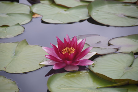 Water flowers, water lilies, water liliesの写真素材