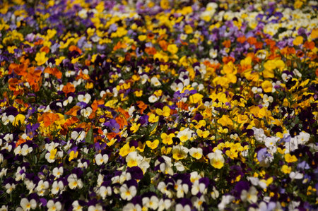 Colorful floral carpet flowersの写真素材