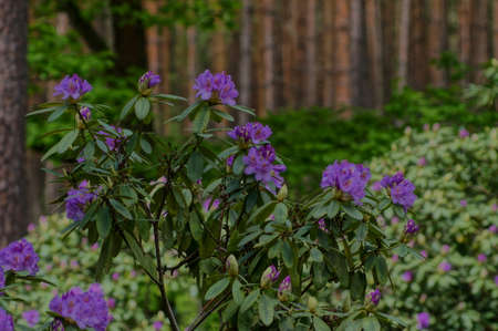 Rhododendron bushesの写真素材