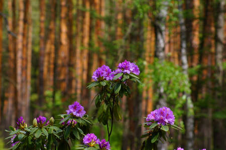 Rhododendrons in the forest, flowersの写真素材