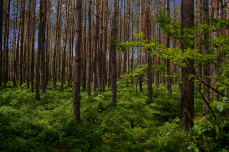 Mysterious forest, green forestの写真素材