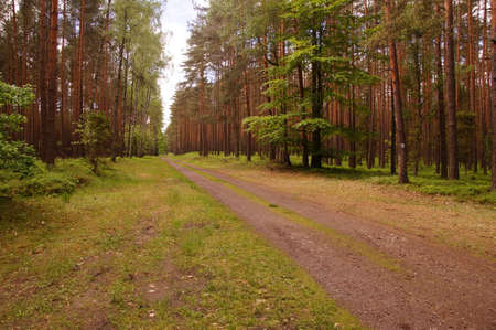 Mysterious forest, green forestの写真素材