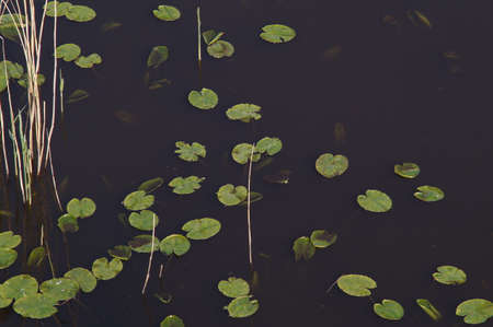 Water plants lakeの写真素材