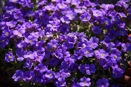 Colorful floral carpet flowersの写真素材