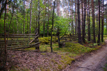 Mysterious forest, green forestの写真素材