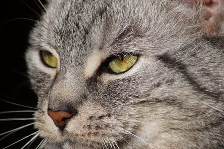 Cat cat's eyesの写真素材