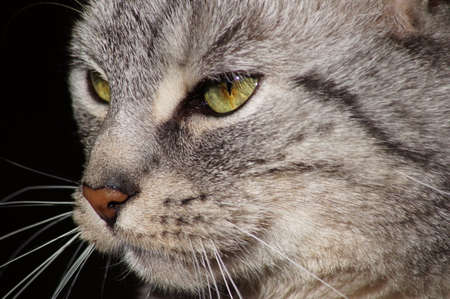 Cat cat's eyesの写真素材