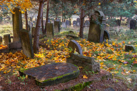 The historic Jewish cemetery Å»arki Polskaの写真素材