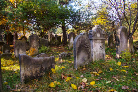 The historic Jewish cemetery Å»arki Polskaの写真素材