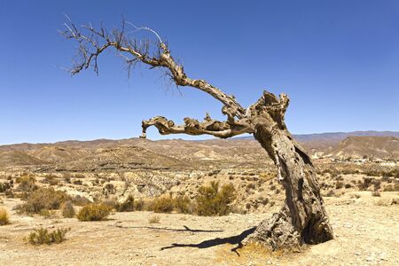 Dead tree on Tabernas Desert in Spainの写真素材