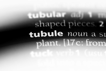 tubule word in a dictionary. tubule concept.の写真素材