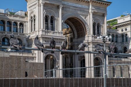 Milan, Italy - 30 June 2019: View of Pigeons, Piazza Duomoのeditorial素材