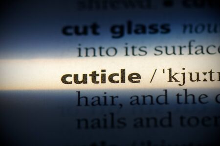 cuticle word in a dictionary. cuticle concept, definition.の写真素材