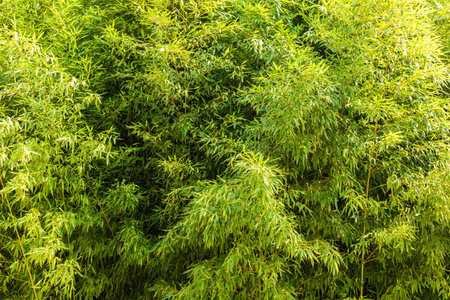 A thicket of green bamboo leavesの写真素材
