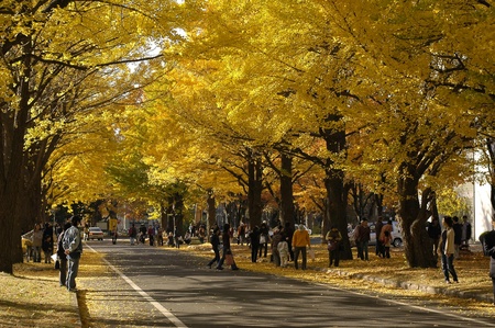 Yellow gingko trees in autumnのeditorial素材
