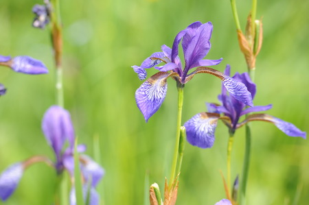 Colorful wild iris flowers on a green meadow in early summer in Slovakiaの写真素材