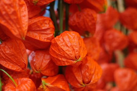 Colofrul orange Chinese lantern plants or Japanese hozuki flowersの写真素材