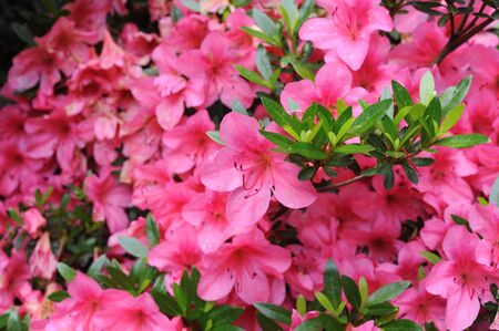 Pink azalea rhododendron flowers blooming in a garden during summer in Japanの写真素材