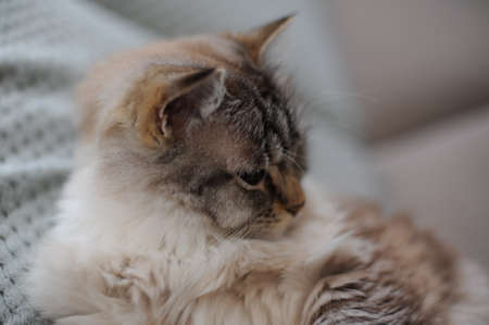 A beautiful furry ragdoll cat stretching out and relaxing on a coachの写真素材