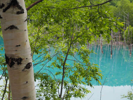 A blue, turquoise water of pond caused by  colloidal aluminium hydroxide in the water in Biei, Hokkaido, Japanの写真素材