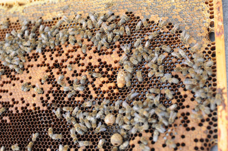 Honey making bees in an apiary with beekeeper in protectve wear collecting beewax in a gareden in...