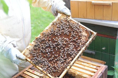 Honey making bees in an apiary with beekeeper in protectve wear collecting beewax in a gareden in...