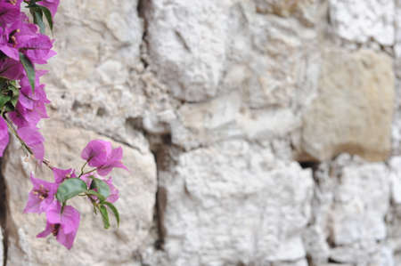 Fresh violet and pink blooming bougainvillea flowers in full bloom on a sunny day against white medieval walls in Eze, France, CÃ´te d'Azur, French Rivieraの写真素材