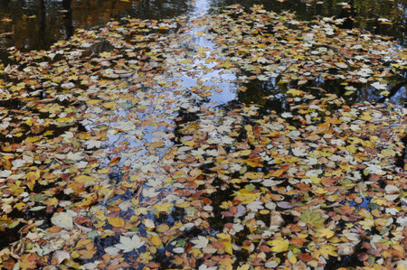 Colorful autumn leaves during foliage in a park and garden during Polish Golden Autumn in Europeの写真素材