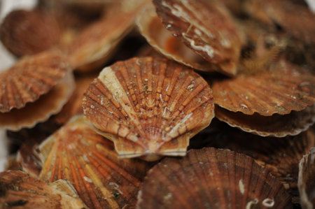Fresh scallops in shells, seafood, fruit de mer, hotate, St James shell, pecten maximus, mollusks...