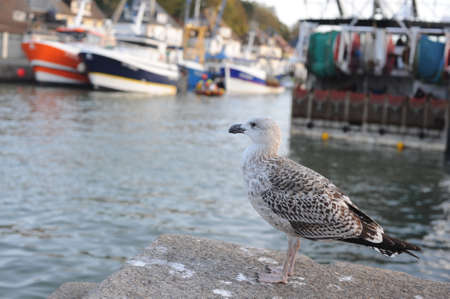 Seagull in harbor of a fishing port in Port-en-Bessin-Huppain, Normandy, northern Franceの写真素材