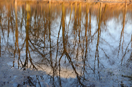 Trees reflecting in water in early spring in the evening near Chopin birth Place in Poland, Europe