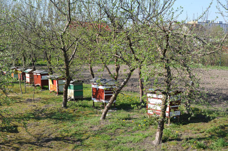 Beehives in orchard with green fruit trees for ecological and organic honey production by bees in...