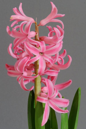 Pink and purple hyacinth flower blooming in full blossom