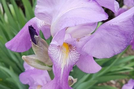 Purple and violet iris flower blooming on a meadow in spring